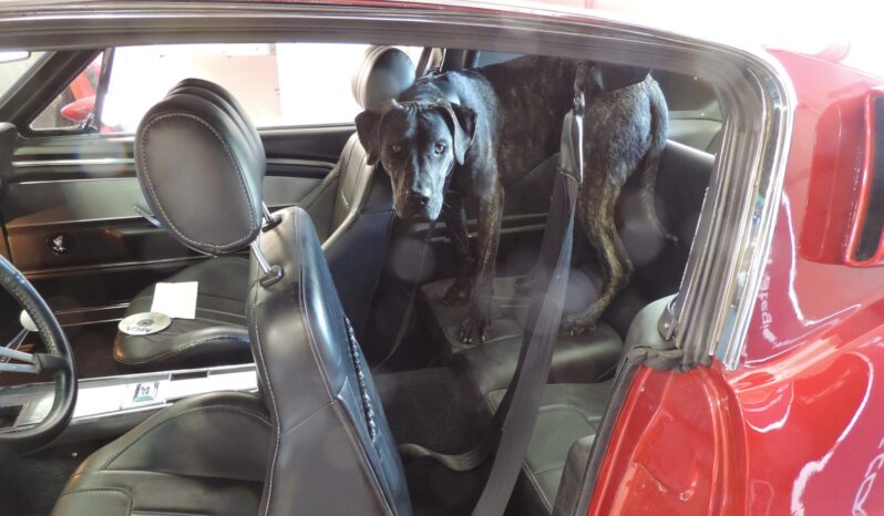 								1967 Ford Mustang Fastback 5-Speed full									